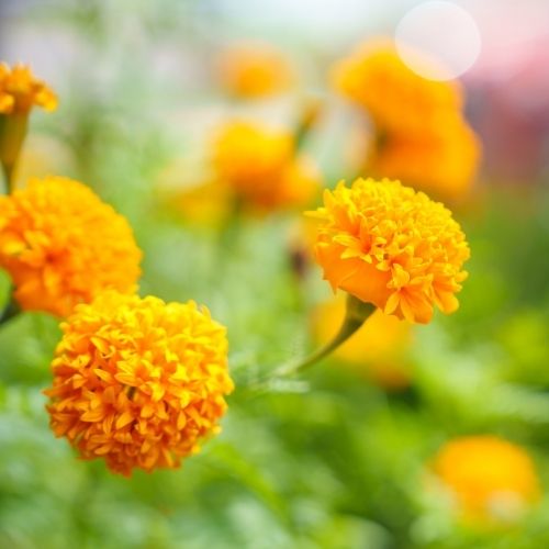 マリーゴールド