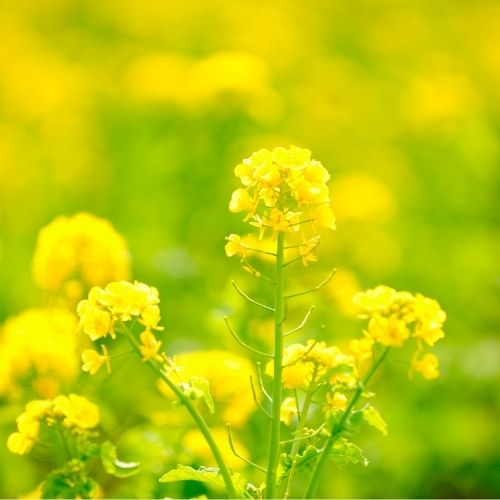 菜の花