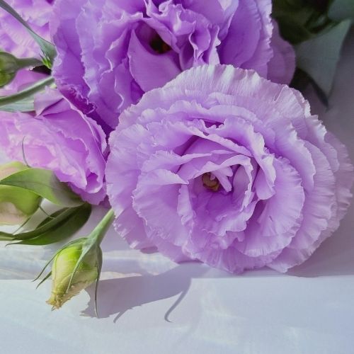 トルコキキョウ