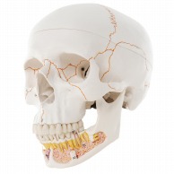 人体骨格モデル用品