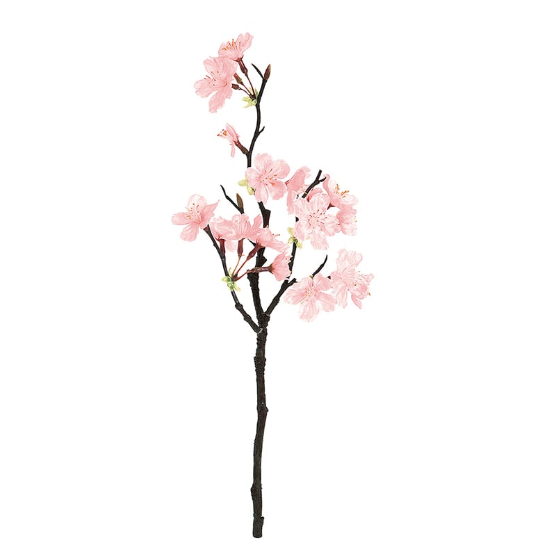 薄紅の桜