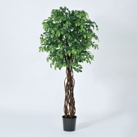 アスカ商会 造花・観葉植物 A-50952　サカキツリー #051A　グリ-ン　ポット付 1本（ご注文単位1本）【直送品】