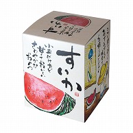 ギフト箱　小玉スイカ  L-2353 50枚/束（ご注文単位2束）【直送品】