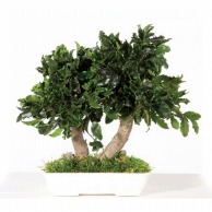 モノ・インターナショナル verdissimo　プリザーブドフラワー bpi25　Pitosporum Bonsai　25cm 1個（ご注文単位1個）【直送品】