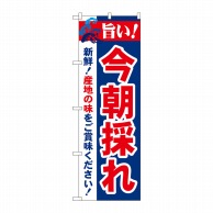 P・O・Pプロダクツ のぼり  21689　旨い！今朝採れ 1枚（ご注文単位1枚）【直送品】