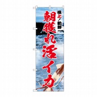 P・O・Pプロダクツ のぼり  SNB-5322　朝獲れ活イカ　極上 1枚（ご注文単位1枚）【直送品】