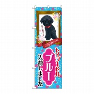 P・O・Pプロダクツ のぼり  GNB-2463　トイプードル　ブルー 1枚（ご注文単位1枚）【直送品】