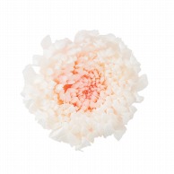 大地農園 プリザーブドフラワー 輪菊　咲花　ミルフィーユ 04185-011　ホワイトピンク 1箱（ご注文単位1箱）【直送品】