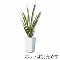 ドガ サンセベリア 105cm　グリーン／ホワイト LET-2027-L 1本（ご注文単位1本）【直送品】