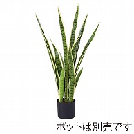 ドガ サンセベリア 80cm　グリーン／ホワイト LET-2027-S 1本（ご注文単位1本）【直送品】