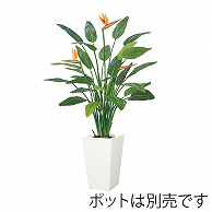 ドガ ストレリチアプラント  LET-2031 1本（ご注文単位1本）【直送品】