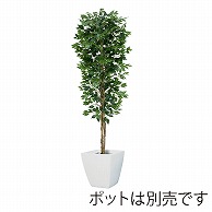 ドガ フィカスツリー L　210cm　ナチュラルトランク NGT-2017-L 1本（ご注文単位1本）【直送品】