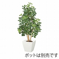 ドガ プレミアムカポックツリー M　ナチュラルトランク NGT-2028-M 1本（ご注文単位1本）【直送品】