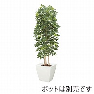 ドガ カポックツリー M　ナチュラルトランク　グリーン NGT-2029-M 1本（ご注文単位1本）【直送品】