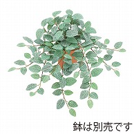 ドガ フィトニアハンギングブッシュ  LEB-8217 1本（ご注文単位1本）【直送品】