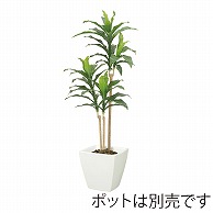 ドガ ドラセナツリー  LET-2069 1本（ご注文単位1本）【直送品】