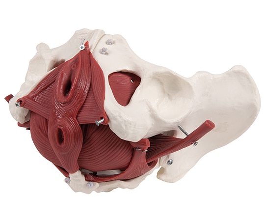 Erler-Zimmer 骨盤12分解モデル 女性 4075 1個(ご注文単位1個)【直送品】