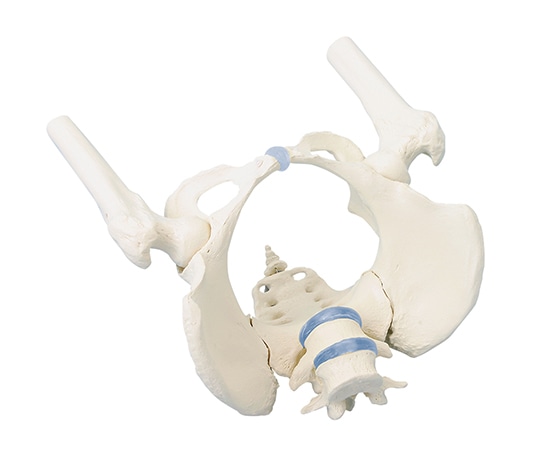 Erler-Zimmer 骨盤モデル 女性(大腿骨付) 4059 1個(ご注文単位1個)【直送品】