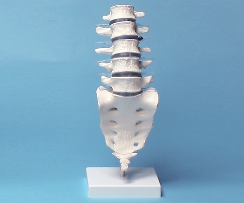 ナビス(アズワン) 腰椎モデル 390×120×120 4036 1個(ご注文単位1個)【直送品】