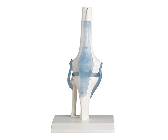 Erler-Zimmer 膝関節モデル 4552 1個(ご注文単位1個)【直送品】