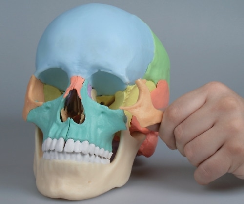 ナビス(アズワン) 頭蓋22分解モデル 220×150×220 4708 1個(ご注文単位1個)【直送品】