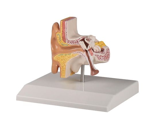 Erler-Zimmer 耳模型 110×90×50mm E220 1セット(ご注文単位1セット)【直送品】