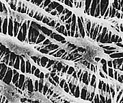 Merck オムニポアTM メンブレン (水系、溶媒系両用) 10μm×φ25mm 100枚入JCWP02500 1箱 (ご注文単位1箱) 【直送品】