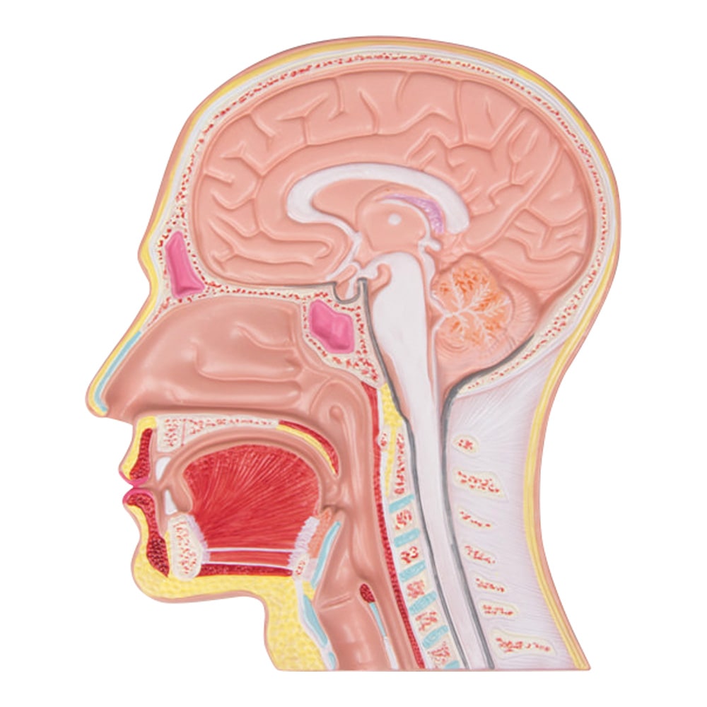 Erler-Zimmer 頭部断面モデルC212 1個 (ご注文単位1個) 【直送品】