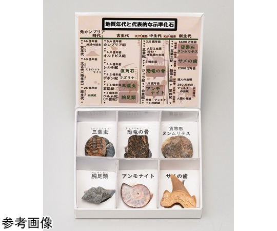 大江理工社 ミニ標本シリーズ 示準化石6種セット (高等学校用) 1箱 (ご注文単位1箱) 【直送品】
