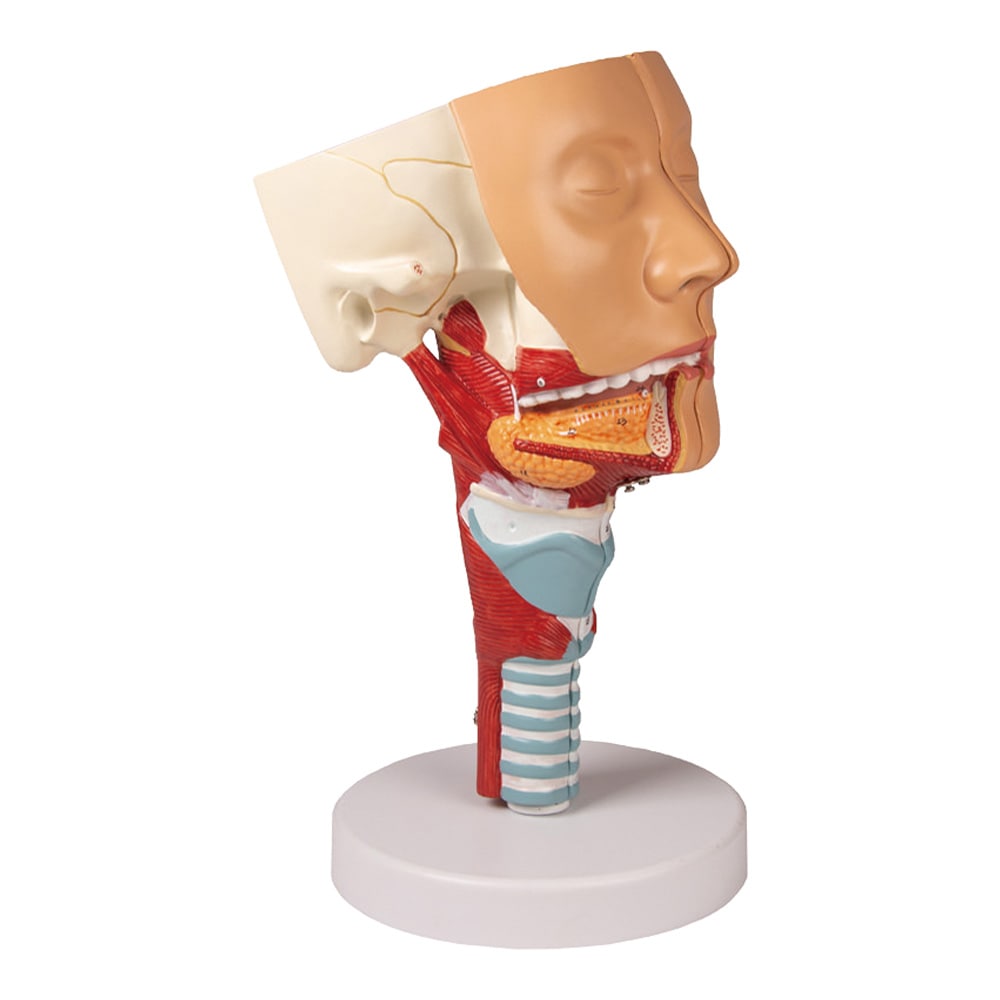 Erler-Zimmer 喉と喉頭モデルC133 1個 (ご注文単位1個) 【直送品】