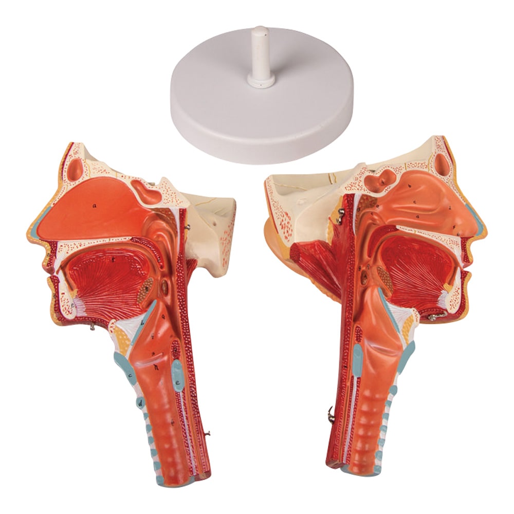 Erler-Zimmer 喉と喉頭モデルC133 1個 (ご注文単位1個) 【直送品】