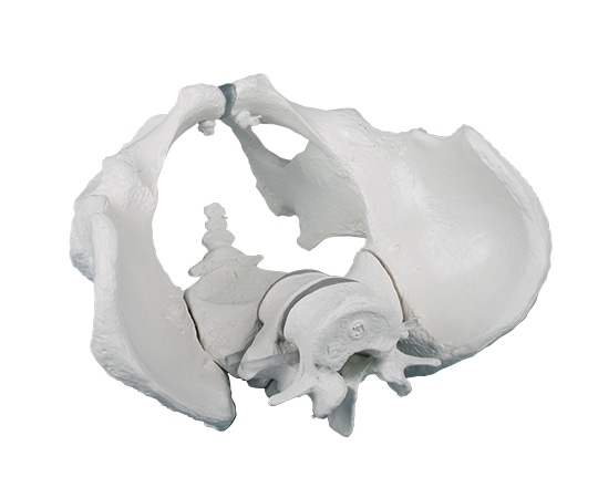 Erler-Zimmer 骨盤モデル 男性4056 1個 (ご注文単位1個) 【直送品】