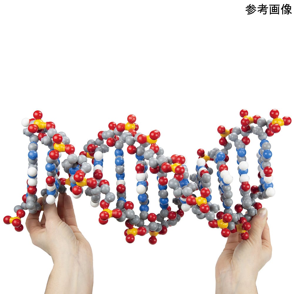 3D Molecular DNA分子モデルDDNA-06 1セット (ご注文単位1セット) 【直送品】