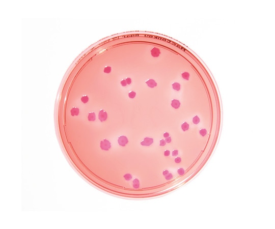 Merck 特定微生物試験培地 マッコンキーアガー (30mL×20枚入) 1.46022.0020 1箱(ご注文単位1箱)【直送品】