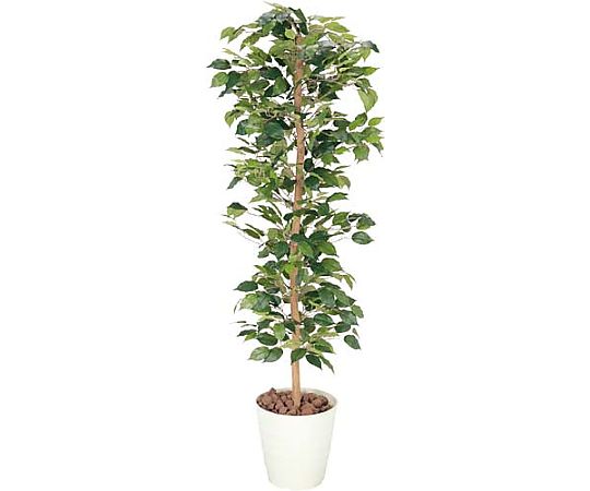 アートクリエイション 人工植物 ベンジャミン 高さ1700 642KU-002 1個（ご注文単位1個）【直送品】