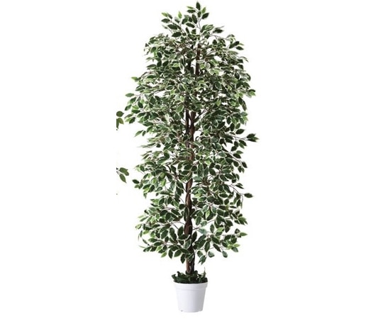 ストア・エキスプレス 立ち木(人工樹木) H210cm ベンジャミングリーン/ホワイト 61-754-95-2 1台（ご注文単位1台）【直送品】