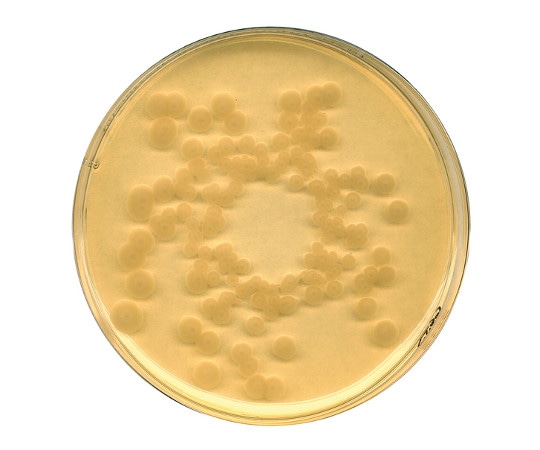 Merck SCDブイヨン 培地充填試験用顆粒培地 5kg (動物由来成分・含) 1.00800.5000 1箱(ご注文単位1箱)【直送品】