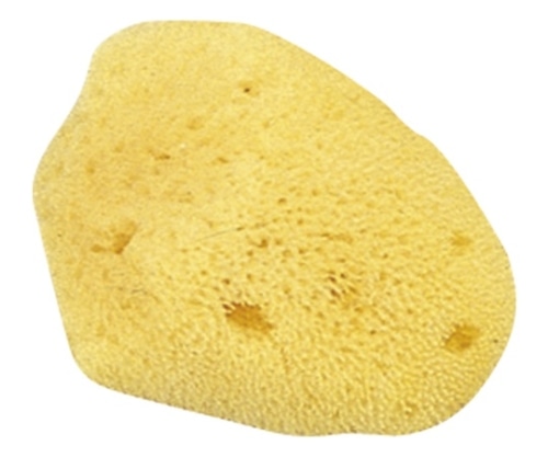 クラウン 天然海綿 小 CR-SG130-AM 1個(ご注文単位1個)【直送品】
