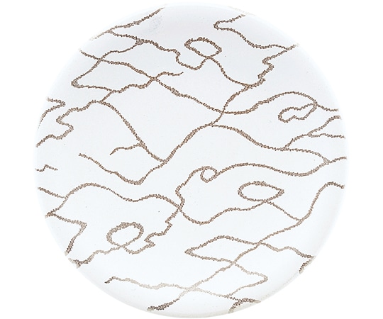 福井クラフト A150寿司皿 ホワイト 金の河 13000139 1個（ご注文単位1個）【直送品】