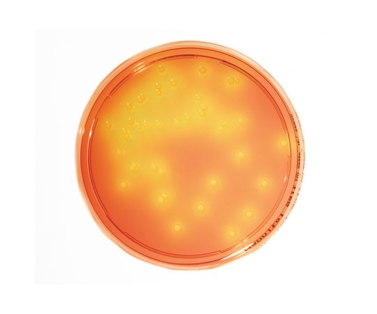 Merck 特定微生物試験培地 マンニット食塩寒天培地 (30mL×20枚入) 1.46023.0020 1箱(ご注文単位1箱)【直送品】