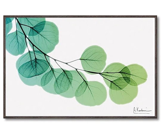 ユーパワー X RAY キャンバスアート｢ユーカリ(Sサイズ)｣ XR-03813 1個（ご注文単位1個）【直送品】