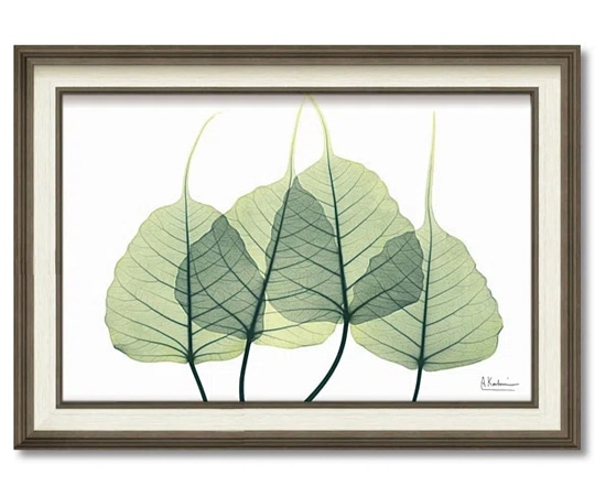 ユーパワー X RAY キャンバスアート｢リーフ3(Mサイズ)｣ XR-12009 1個（ご注文単位1個）【直送品】