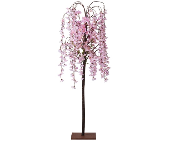 アズワン シダレ桜立ち木 H102cm 大 23-5-4-1 1個(ご注文単位1個)【直送品】