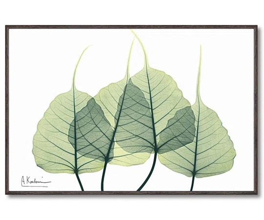 ユーパワー X RAY キャンバスアート｢リーフ3(Sサイズ)｣ XR-03814 1個（ご注文単位1個）【直送品】