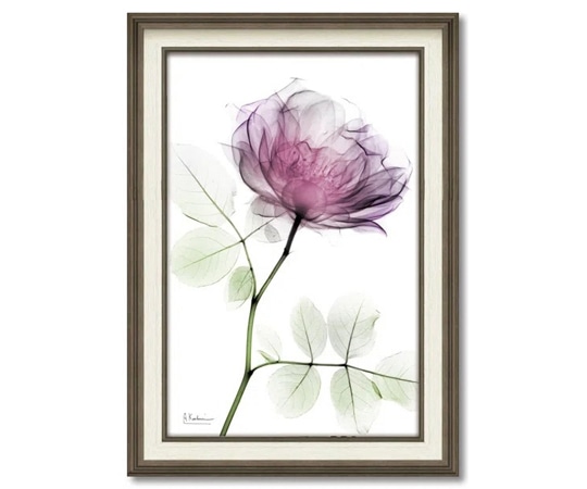 ユーパワー X RAY キャンバスアート｢ラウンドローズ(Mサイズ)｣ XR-12016 1個（ご注文単位1個）【直送品】