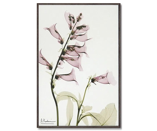 ユーパワー X RAY キャンバスアート｢サルビア(Sサイズ)｣ XR-03805 1個（ご注文単位1個）【直送品】