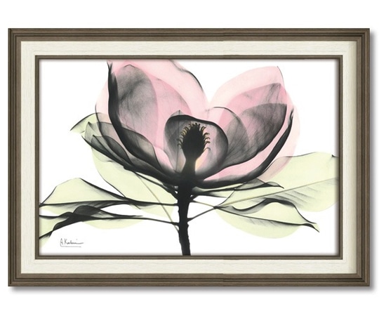 ユーパワー X RAY キャンバスアート｢ピンクマグノリア(Mサイズ)｣ XR-12018 1個（ご注文単位1個）【直送品】