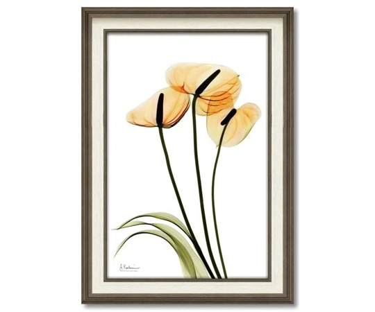 ユーパワー X RAY キャンバスアート｢アンスリウム(Mサイズ)｣ XR-12015 1個（ご注文単位1個）【直送品】