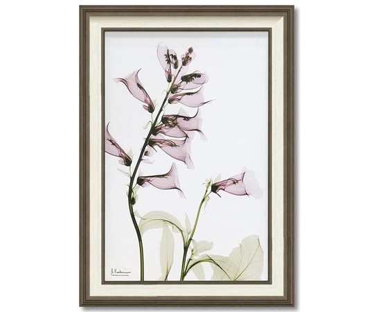 ユーパワー X RAY キャンバスアート｢サルビア(Mサイズ)｣ XR-12004 1個（ご注文単位1個）【直送品】