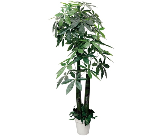 アズワン パキラ(フェイクグリーン 人工樹木)180cm 61-806-88-1 1個(ご注文単位1個)【直送品】